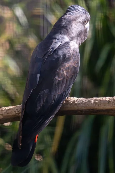 Hayvanat Bahçesindeki Bir Dalın Üzerine Tünemiş Parlak Siyah Papağanın Dikey — Stok fotoğraf