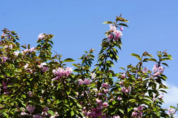 Clsoeup Shot East Asian Cherry Blowing Blue Sky — Stock fotografie