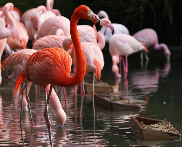 Gros Plan Groupe Flamants Roses Brillants Tropicaux Près Lac — Photo