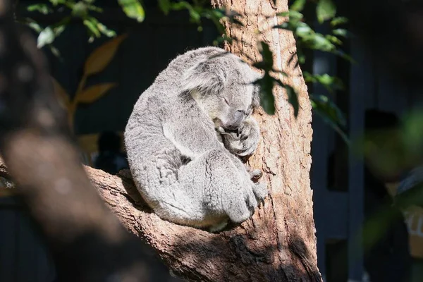 Primo Piano Adorabile Orso Koala Addormentato Phascolarctos Cinereus Albero — Foto Stock