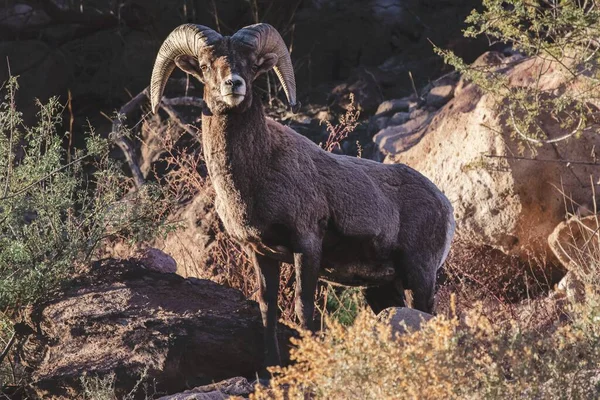 Une Belle Vue Sur Mouflon Amérique Dans Son Habitat — Photo