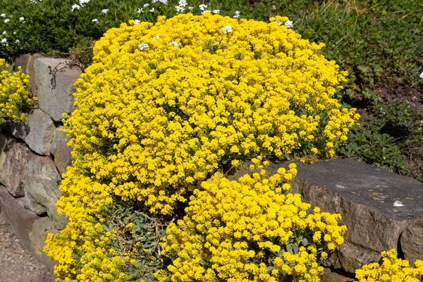 Una Flor Campo Amarillo Cultivada Una Walla Piedra Jardín Ciudad —  Fotos de Stock