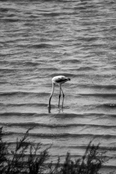 Вертикальний Знімок Більшого Фламінго Стоїть Озері Головою Під Водою — стокове фото