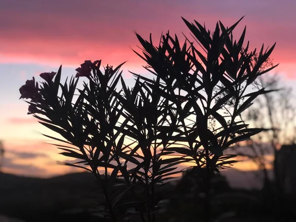 Eine Schöne Aufnahme Der Silhouette Einer Pflanze Bei Sonnenuntergang — Stockfoto