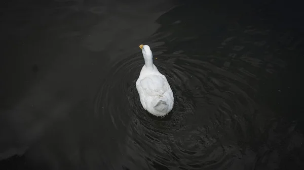 Blick Von Oben Auf Eine Weiße Ente Die Einem See — Stockfoto