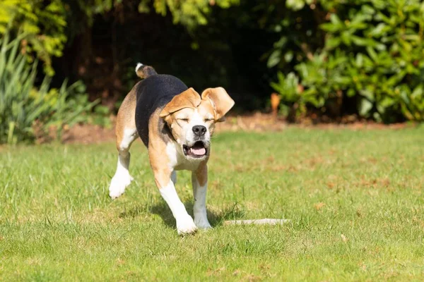 Ένα Χαριτωμένο Καφέ Και Μαύρο Beagle Τρέχει Στον Κήπο Μια — Φωτογραφία Αρχείου