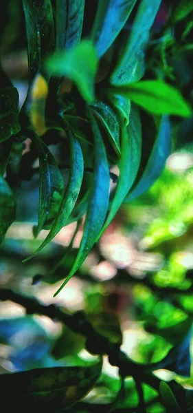 Вертикальный Селективный Снимок Зеленых Листьев Звёзд Alyxia Фоне Размытости — стоковое фото