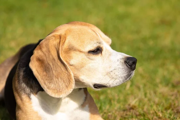 Egy Közelkép Egy Felnőtt Beagle Kutyáról Aki Félrenéz Napközben Fűben — Stock Fotó
