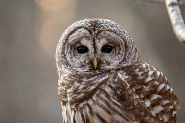 Closeup Shot Barred Owls Perched Blurred Background Strix Varia — Stock Photo, Image