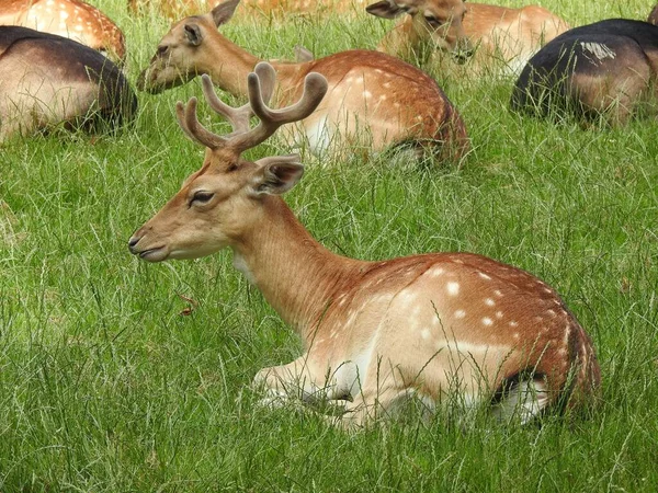Deer Lying Next Each Other Grass Field — Stock Photo, Image