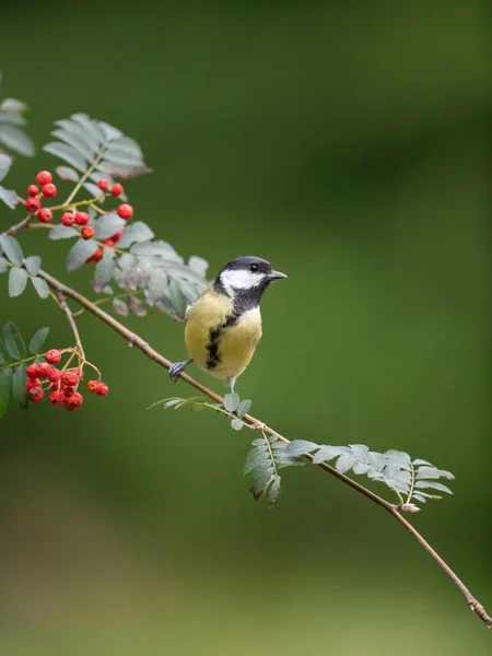 Selective Focus Shot Great Tit Bird Perched Mountain Ash Tree — Stock fotografie