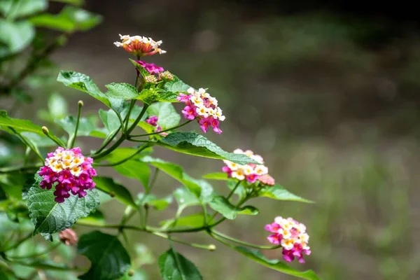 Eine Nahaufnahme Der Schönen Lila Lantana Die Garten Blüht — Stockfoto