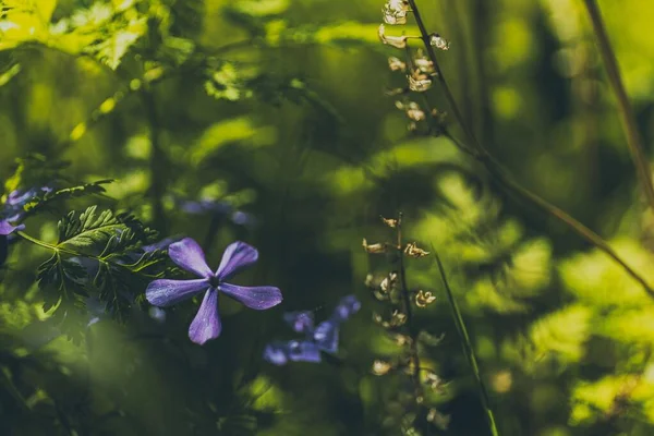 Primer Plano Una Sola Flor Violeta —  Fotos de Stock