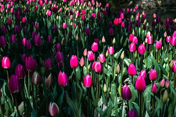 Сад Повний Фіолетових Тюльпанів Під Сонячним Світлом — стокове фото
