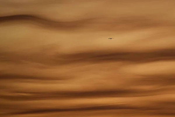 Ensam Fågel Flyger Himlen Efter Solnedgången — Stockfoto