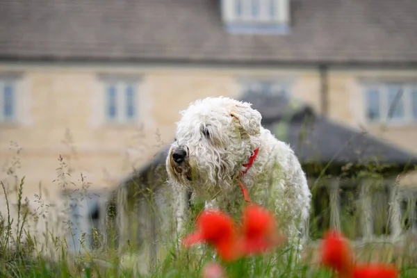 An adorable Soft-coated Wheaten Terrier in the yard behind blur red flowers