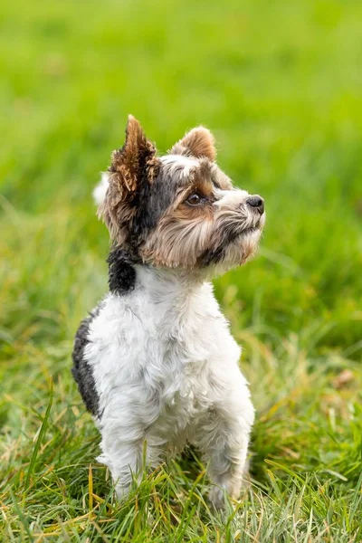 Perro Yorkshire Terrier Pie Los Pastizales Mirando Hacia Arriba —  Fotos de Stock