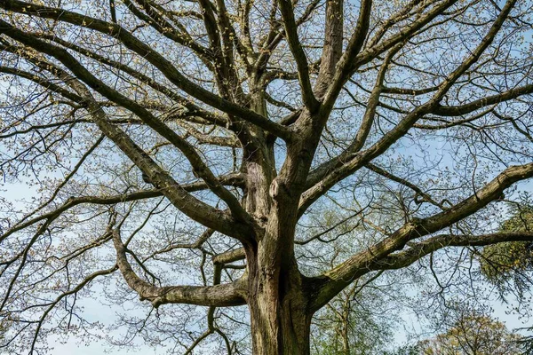 Impresionante Plano Gran Angular Hermoso Árbol Alto Con Ramas Cubiertas —  Fotos de Stock