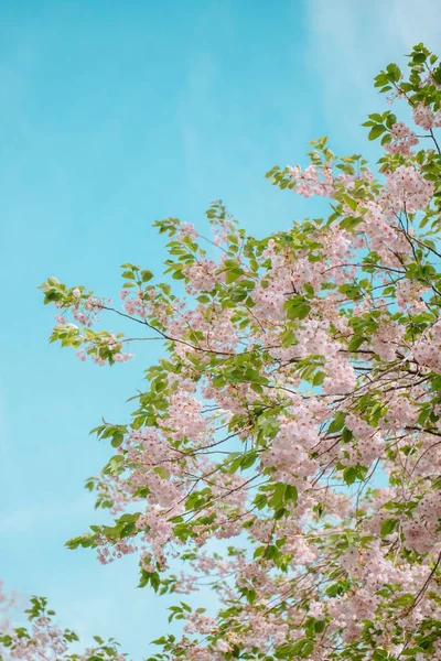 Vertikal Låg Vinkel Skott Ett Körsbärsträd Blomma Mot Den Blå — Stockfoto