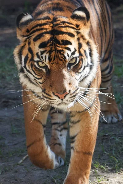 Vertikální Detailní Záběr Tygra Panthera Tigris Hledícího Přímo Kamery — Stock fotografie