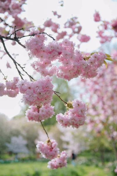 Uma Flor Alegre Sakura Primavera — Fotografia de Stock