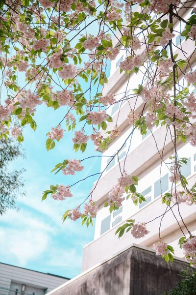 A vertical shot of cherry blossoms against a building