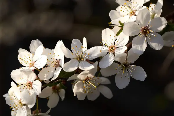 枝に咲く実木のクローズアップ — ストック写真