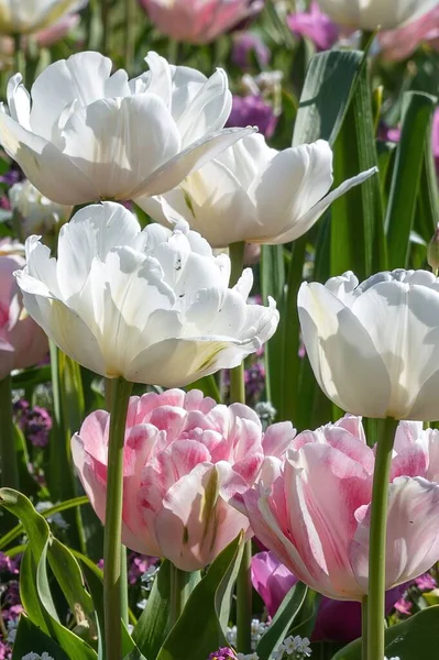 Eine Vertikale Aufnahme Von Weißen Und Rosa Maschen Mit Blättern — Stockfoto