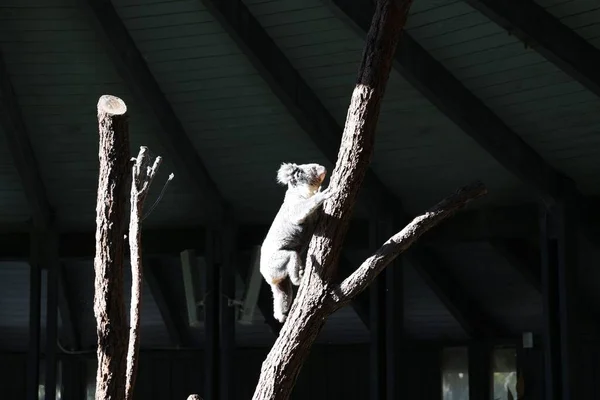 Egy Imádnivaló Koala Mászik Fel Egy Fára Sötétben — Stock Fotó