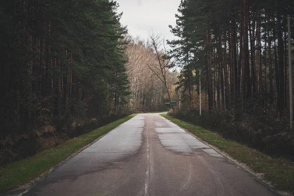 Ein Langer Weg Durch Einen Verregneten Düsteren Kiefernwald — Stockfoto