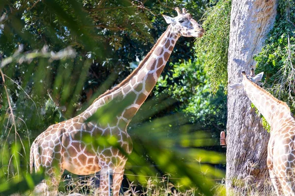 Hayvanat Bahçesinde Yeşil Bitkilerin Yanındaki Sevimli Kuzey Zürafası — Stok fotoğraf
