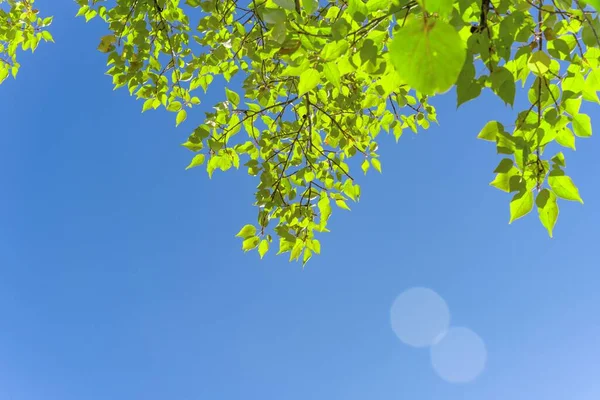 Een Selectief Van Groene Bladeren Een Tak Tegen Blauwe Lucht — Stockfoto