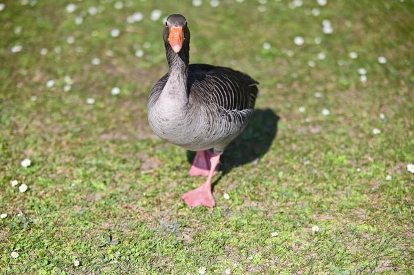 Selective Focus Greylag Goose Field Sunny Day — Stock Photo, Image