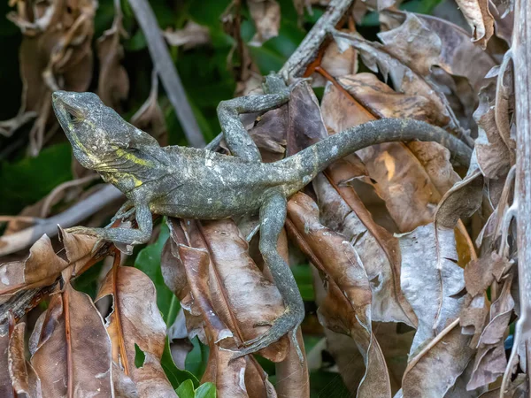 Closeup Shot Brown Basilisk Basiliscus Vittatus Basking Florida Wetlands — Stock Photo, Image