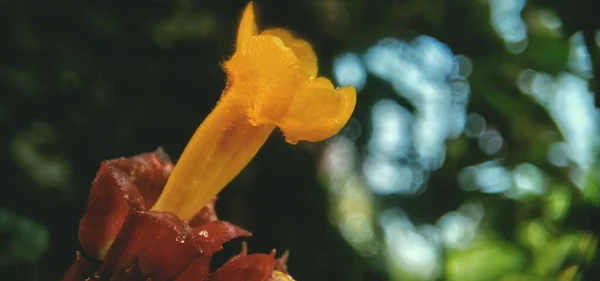 Primer Plano Flor Amarilla Bignonia Sobre Fondo Borroso — Foto de Stock