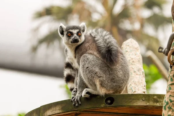Primer Plano Lémur Cola Anillada Peludo Lemur Catta Zoológico —  Fotos de Stock