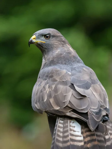 Een Verticaal Schot Van Een Gewone Buizerd Geïsoleerd Een Groene — Stockfoto