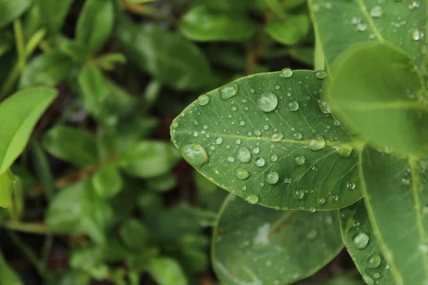 Zelená Rostlina Odchází Dešti — Stock fotografie