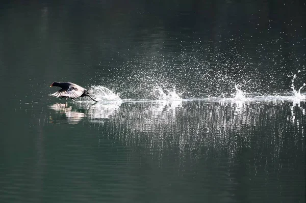 水面を飛ぶ鵜の鳥の風景 — ストック写真