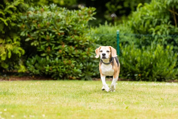 Seekor Anjing Beagle Bermain Taman — Stok Foto