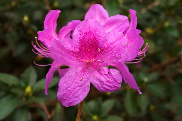 Egy Közeli Kép Egy Azálea Virágról Ami Kertben — Stock Fotó