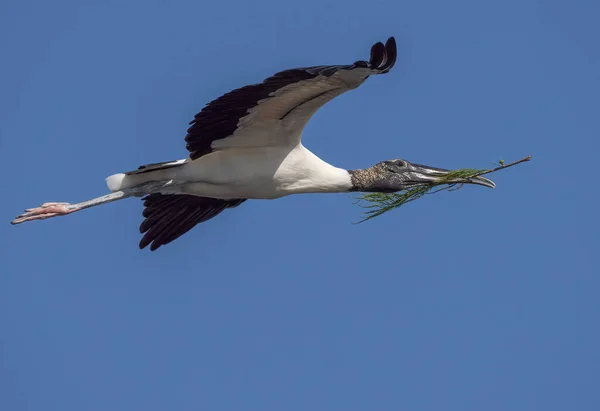 Closeup Shot Wood Stork Mycteria Americana Flying Nest Area Branch — Stock Photo, Image