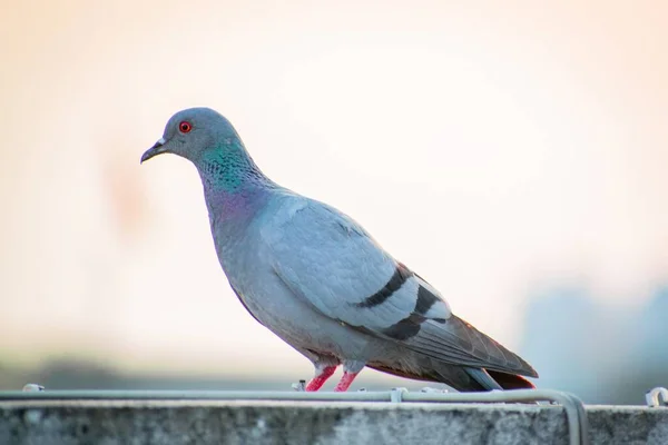 Boční Pohled Rozkošný Hill Holub Světle Rozmazané Pozadí — Stock fotografie