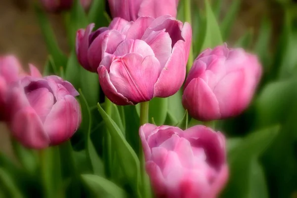 Closeup Shot Blooming Bright Pink Tulips Field — Stock Photo, Image