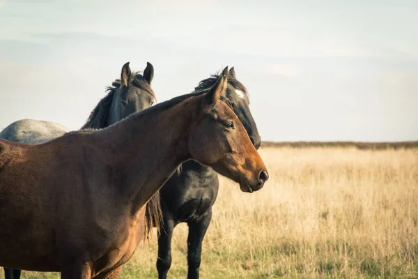 可爱的棕色和黑色Criollo马在草原上漫步 — 图库照片