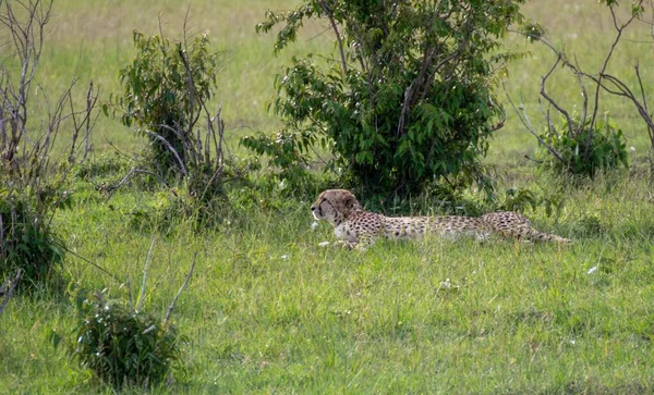 Ghepardo Acinonyx Jubatus Che Riposa Nel Campo Verde — Foto Stock