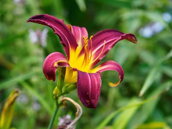 Yeşil arka planda çiçek açan günlük bir çiçek.