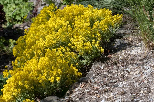 Egy Sárga Mezei Virág Kertben Zöld Bokrokkal Láthatáron — Stock Fotó