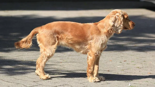在阳光灿烂的人行道上 一只漂亮的毛茸茸的棕色狗 — 图库照片