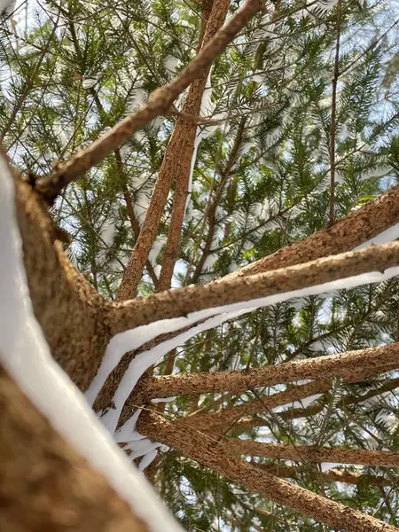 Вертикальный Снимок Вечнозеленого Дерева Снегом Ветвях — стоковое фото